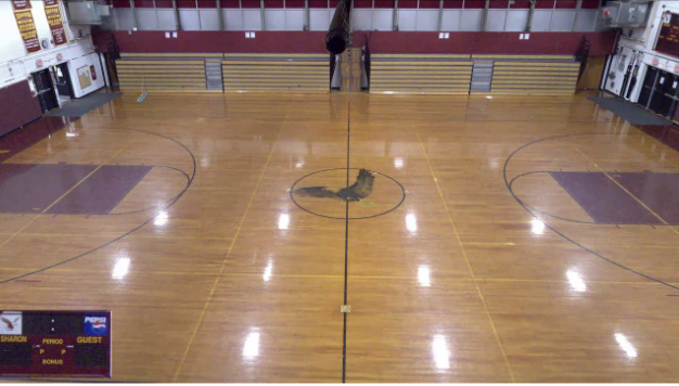 Changes to SHS Physical Education Requirements