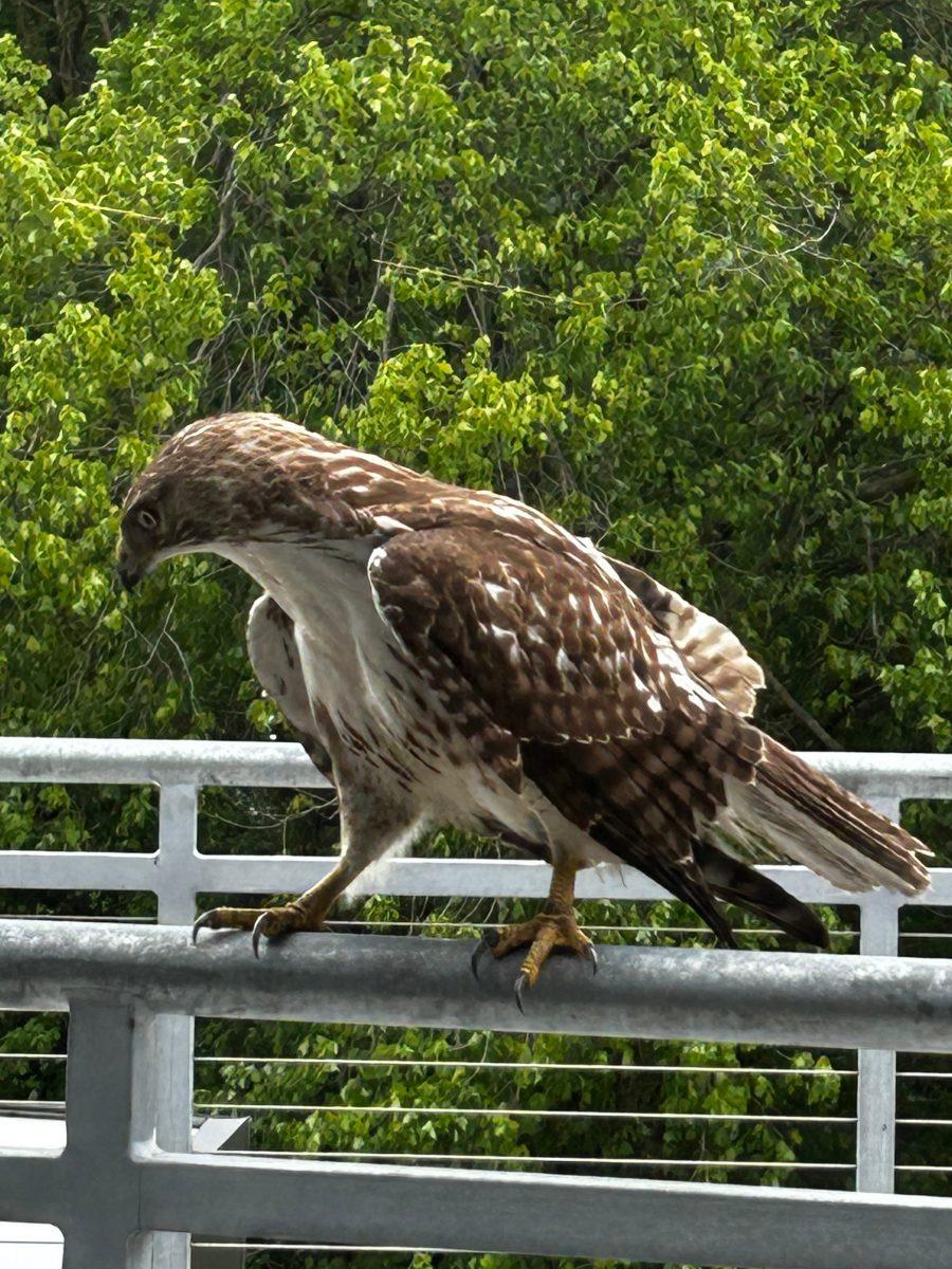 Red-Tailed Hawk Visits SHS